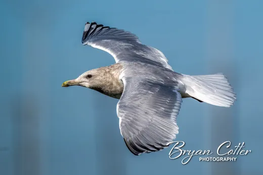 Thayer's Gull