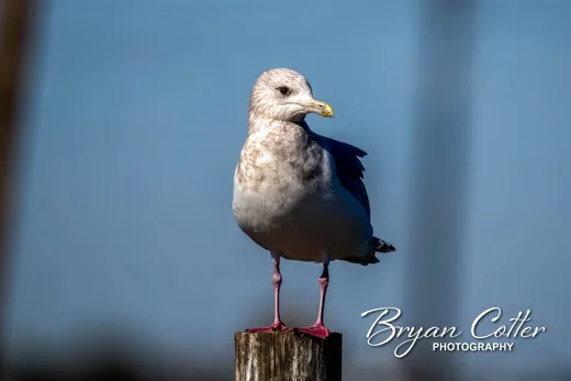 Thayer's Gull