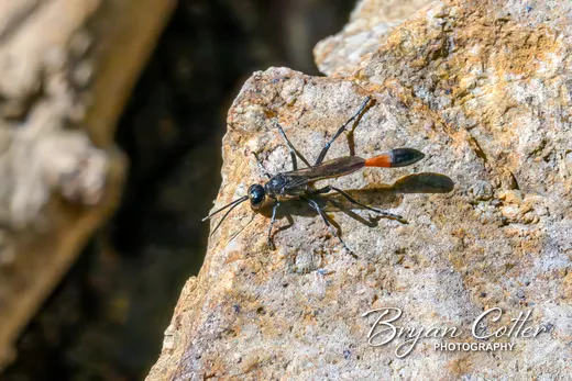 Thread-waisted Wasp photographed in the Davis Mountains region of Texas by Bryan Cotter