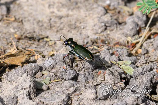 Tiger Beetle