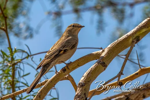Townsend's Solitaire