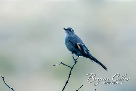 Townsend's Solitaire