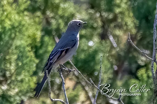 Townsend's Solitaire