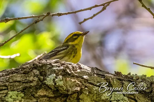 Townsend's Warbler