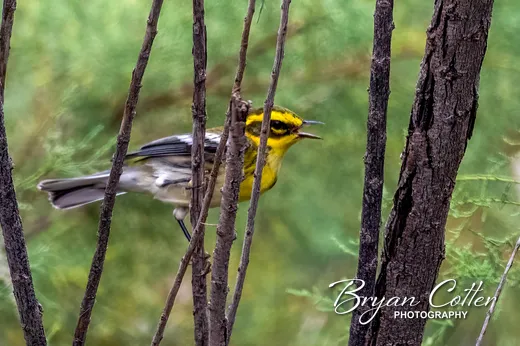 Townsend's Warbler