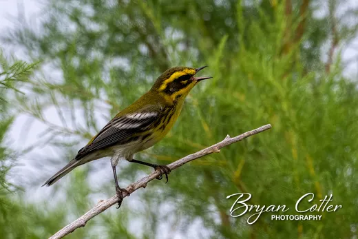 Townsend's Warbler