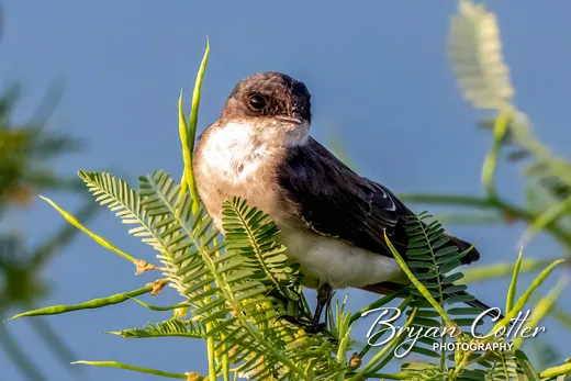 Tree Swallow