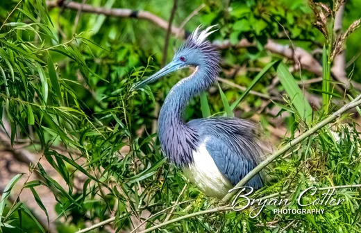 Tricolored Heron photographed in Texas by Bryan Cotter