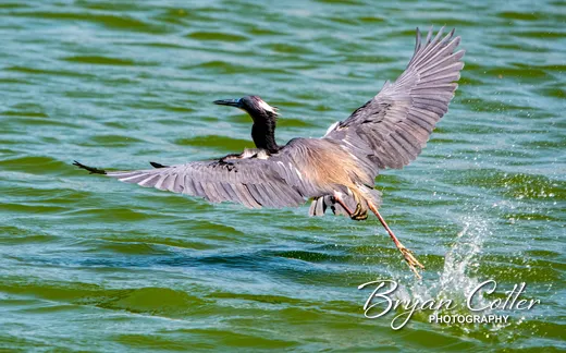 Tricolored Heron