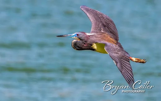 Tricolored Heron