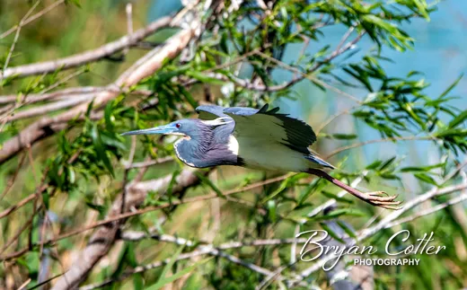 Tricolored Heron