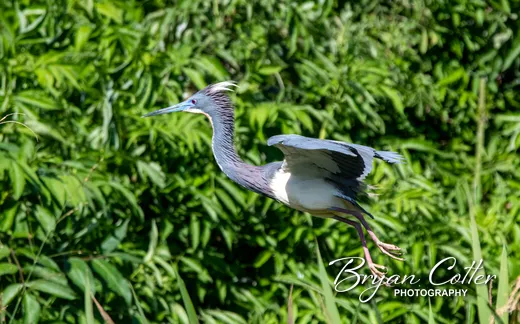 Tricolored Heron