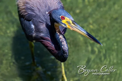 Tricolored Heron photographed in Texas by Bryan Cotter