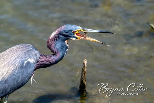 Tricolored Heron