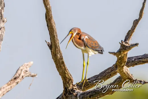 Tricolored Heron photographed in Texas by Bryan Cotter