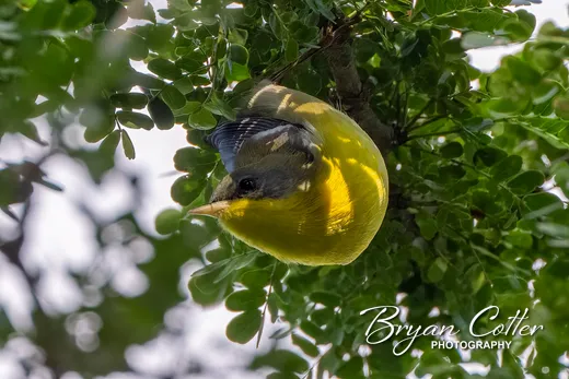 Tropical Parula