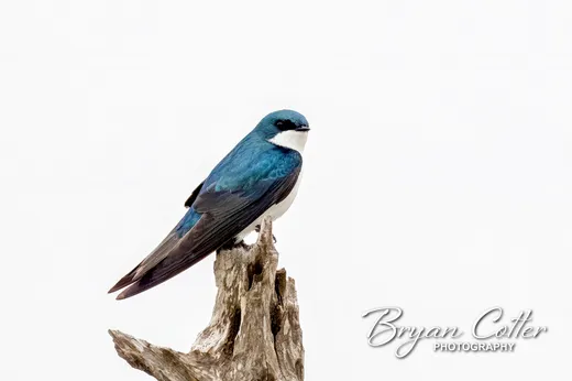 Tree Swallow