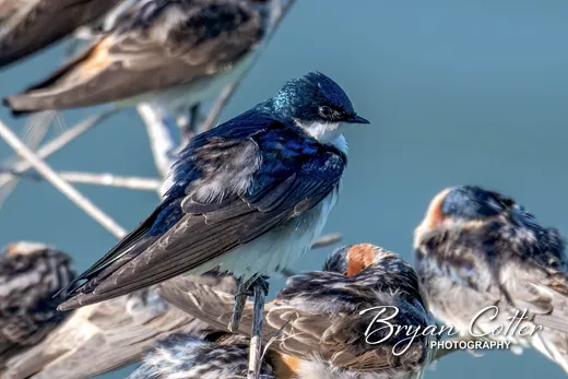 Tree Swallow photographed in Texas by Bryan Cotter