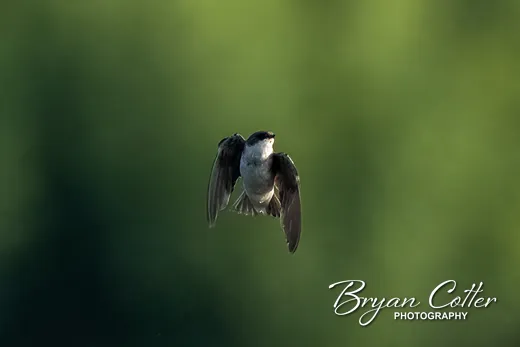 Tree Swallow