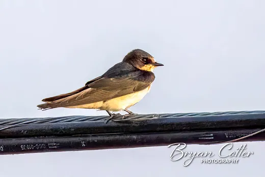 Tree Swallow
