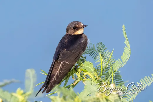 Tree Swallow