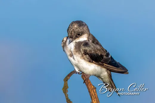 Tree Swallow