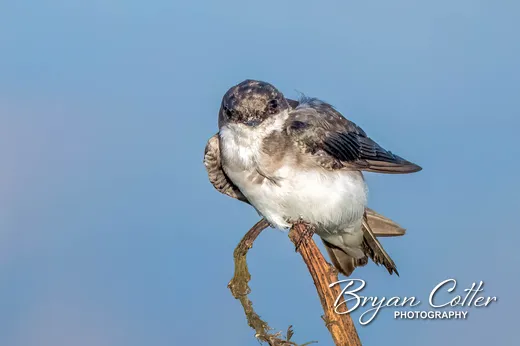 Tree Swallow