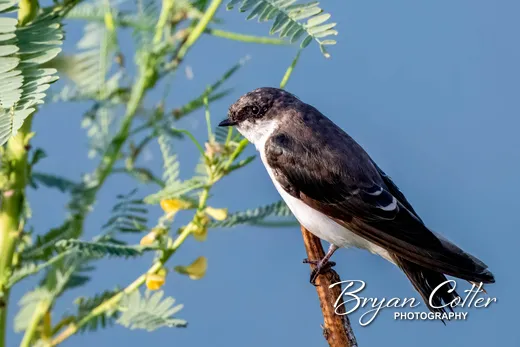 Tree Swallow