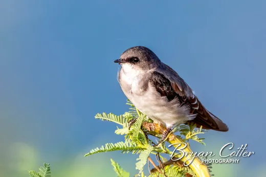Tree Swallow