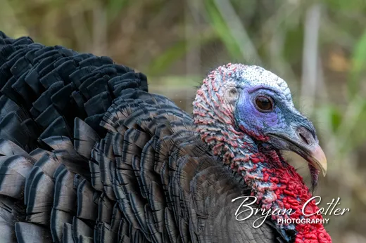 Wild Turkey