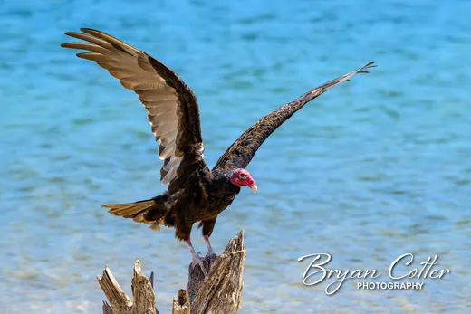 Turkey Vulture