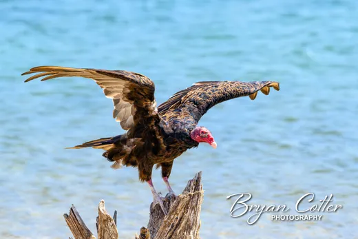 Turkey Vulture