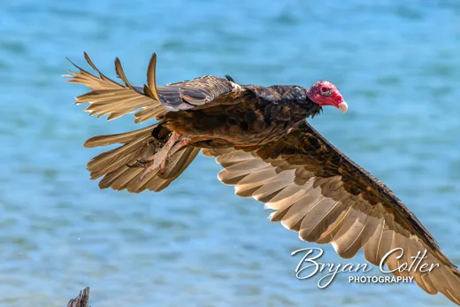 Turkey Vulture