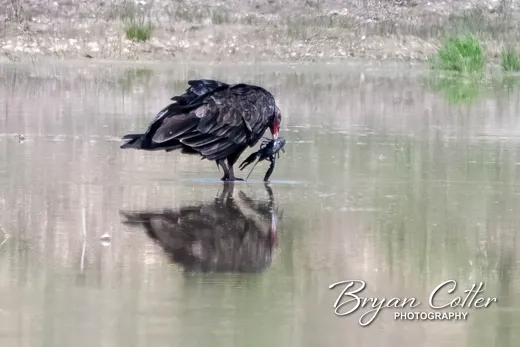 Turkey Vulture