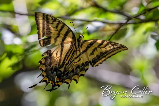 Two-tailed Swallowtail photographed in the Davis Mountains region of Texas by Bryan Cotter