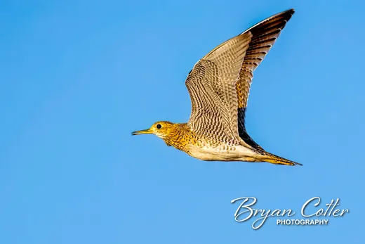 Upland Sandpiper