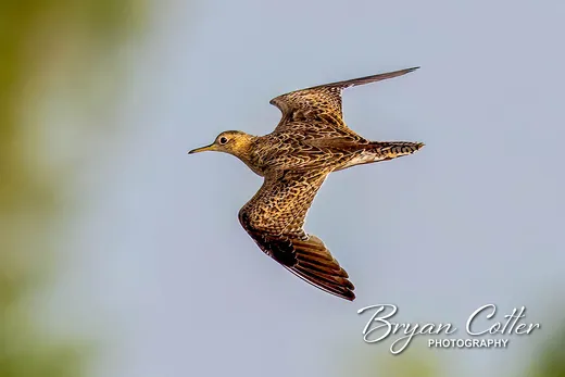 Upland Sandpiper