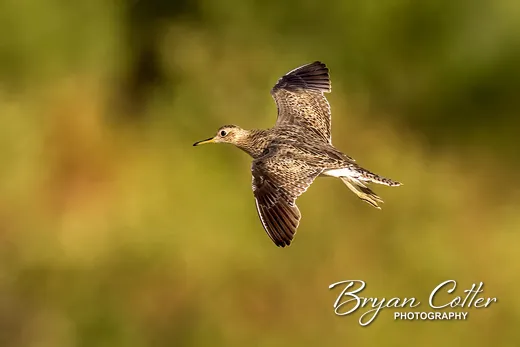 Upland Sandpiper