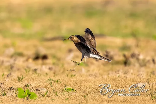 Upland Sandpiper