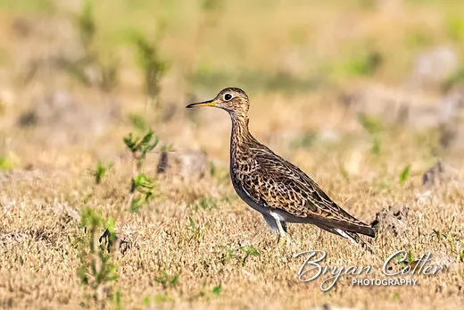 Upland Sandpiper