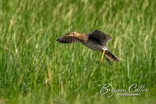 Upland Sandpiper