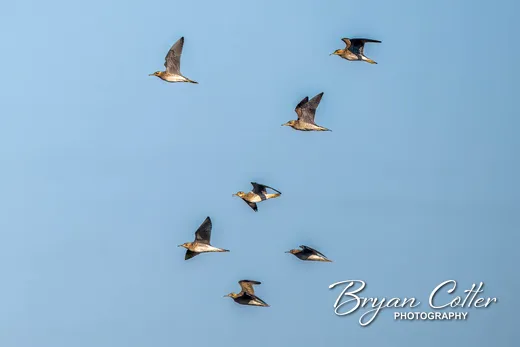 Upland Sandpiper