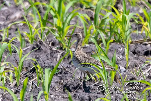 Upland Sandpiper