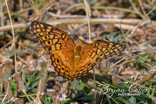 Variegated Fritillary Butterfly