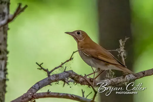 Veery