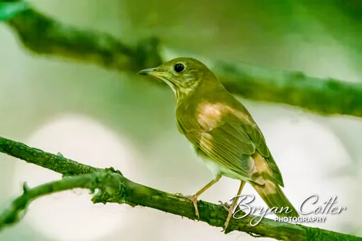 Veery