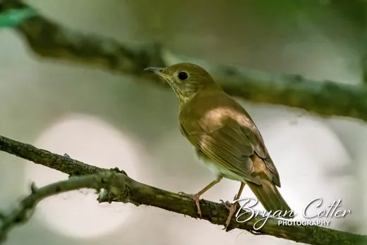 Veery
