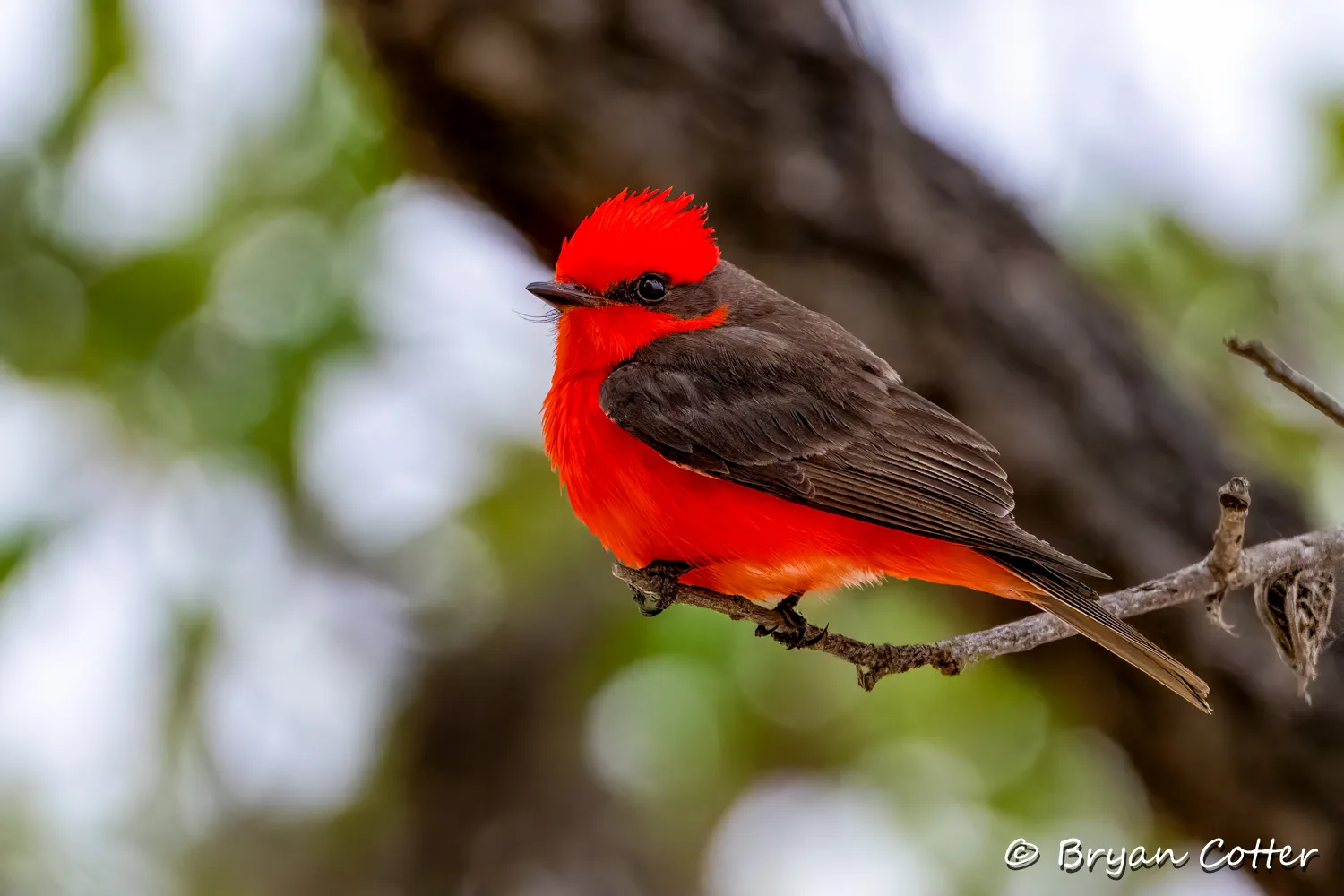 Vermilion Flycatcher