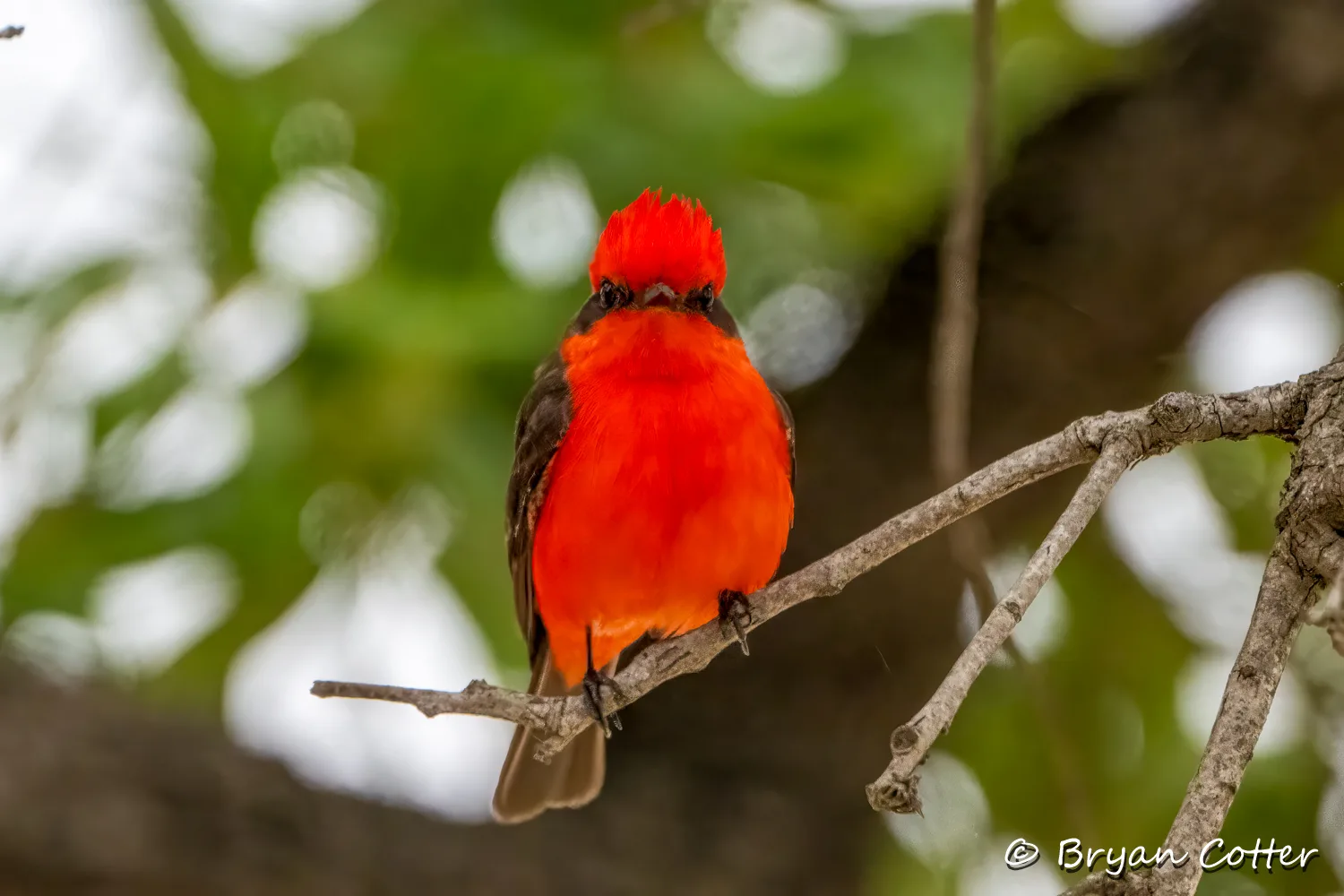 Vermilion Flycatcher
