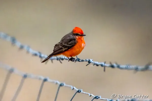 Vermilion Flycatcher photographed in Texas by Bryan Cotter